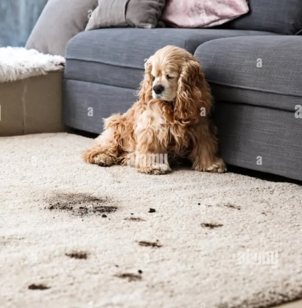 Images Johnshaven Carpet Cleaning Services