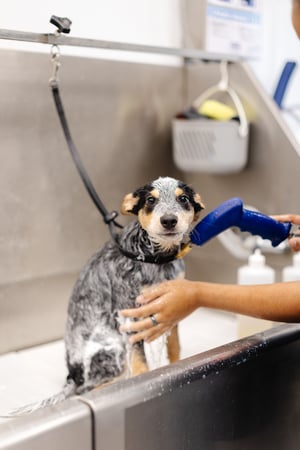Images Sparkle Grooming Co.
