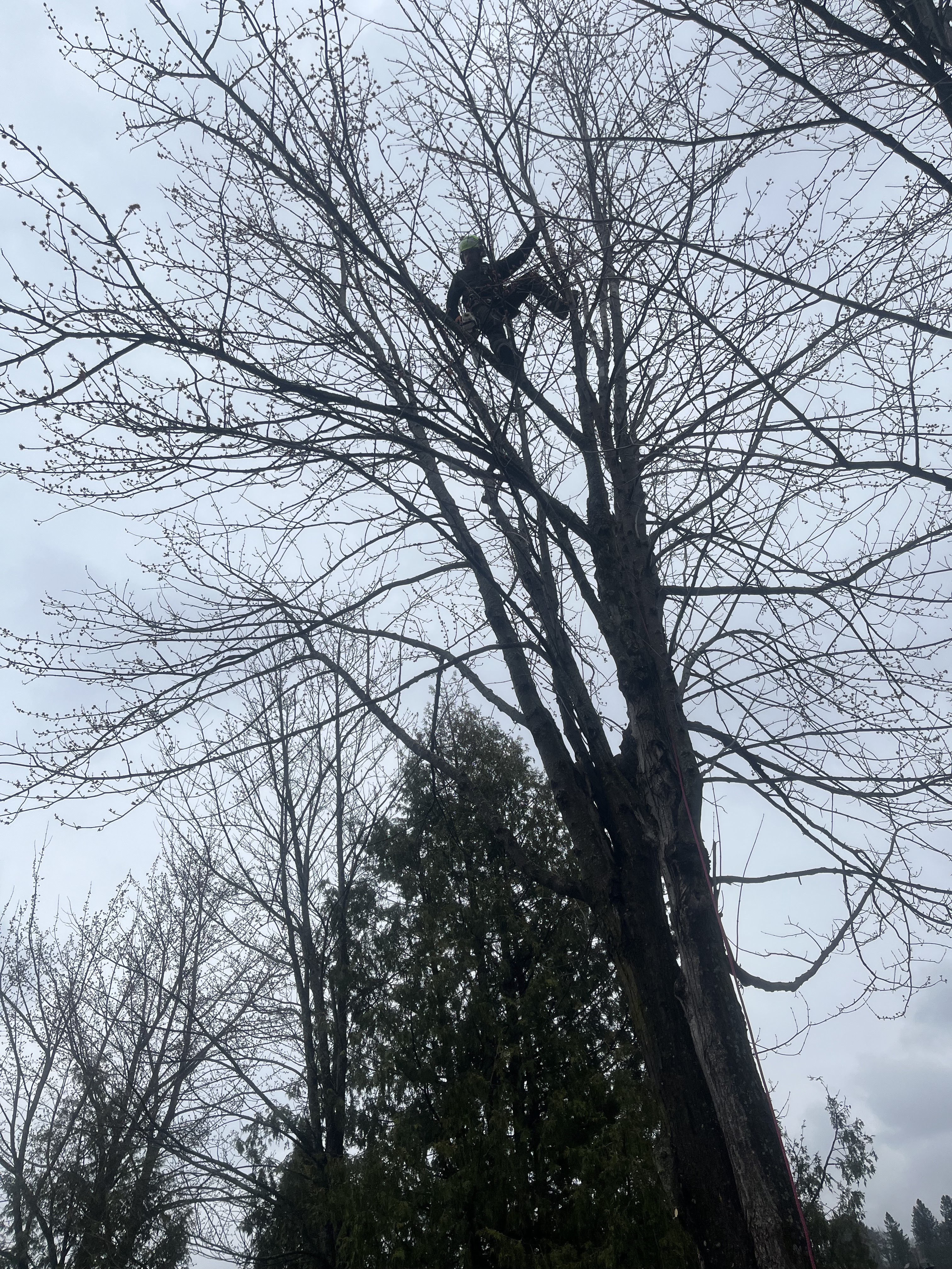 Images Élagage Frère d'Arbres