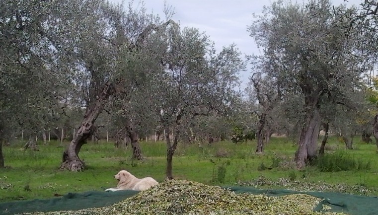 Images Az. Agricola Le Due Benedette
