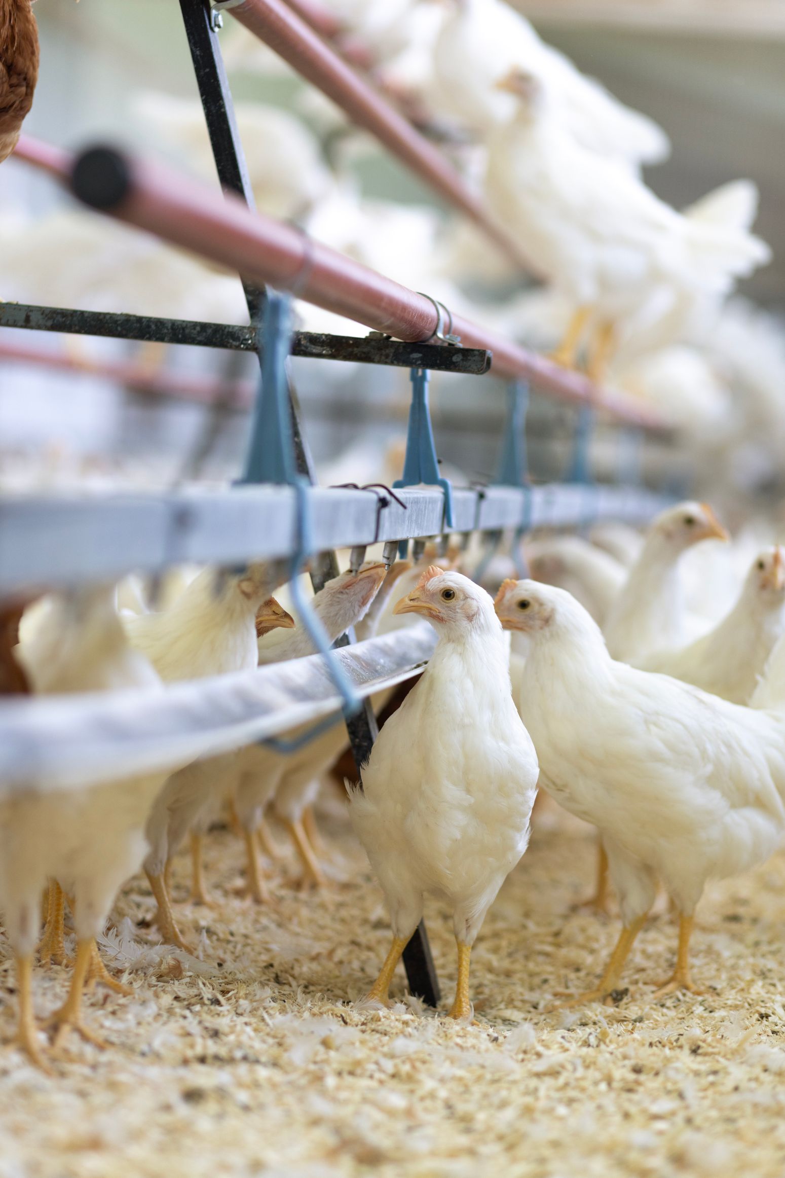 Bilder Soller Junghennen AG