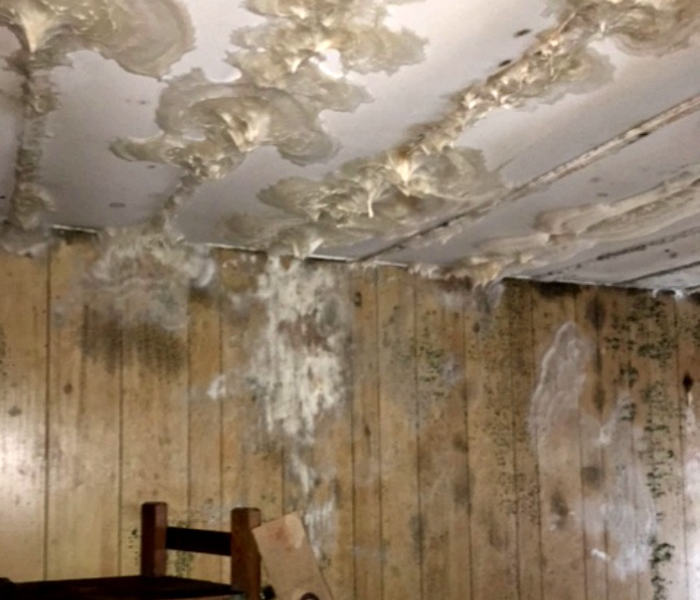 No, you&#39;re not seeing things.  This family did not have a food fight, throwing whipped cream on the walls and ceilings.  That is mold.  The extent of this mold infestation underscores the importance of getting mold remediated quickly.  Left to it&#39;s own, mold can take over a home, making the cost of remediation much higher.  In this situation, the home owner was away from the property when there was significant water damage which went undetected for over a month.
