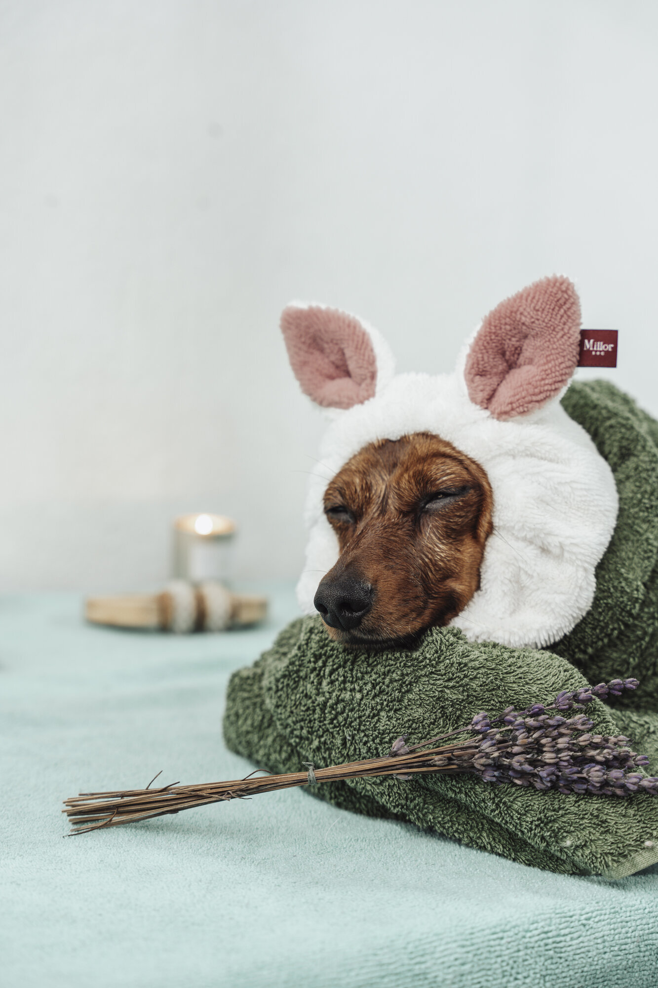 Images The Black Poodle Groom & Care S.L.