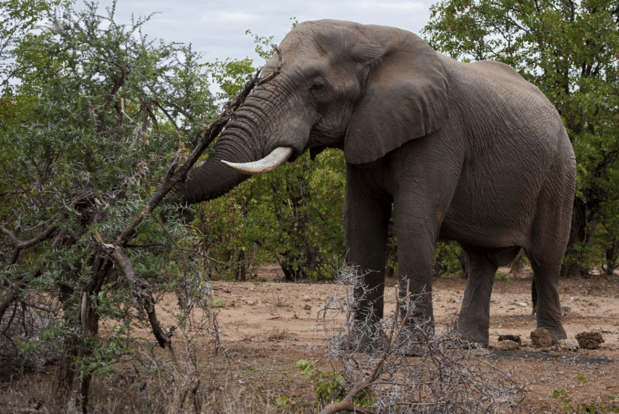 Images My Cruise Travel Agent, LLC