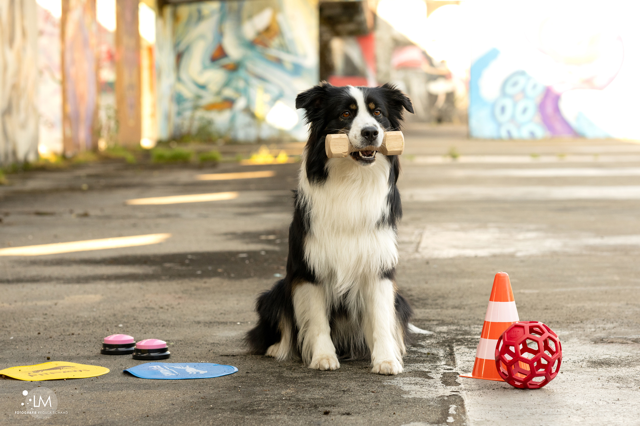 Bilder Lina, Hundert Prozent wau, Gesundheit, Training und Unterstützung für Hunde und ihre Menschen, Sandra Egli