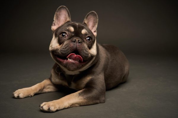 Images Wild Blue French Bulldogs