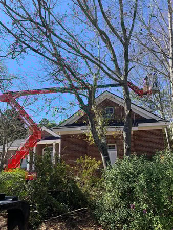 Images A Cut Above Tree Experts