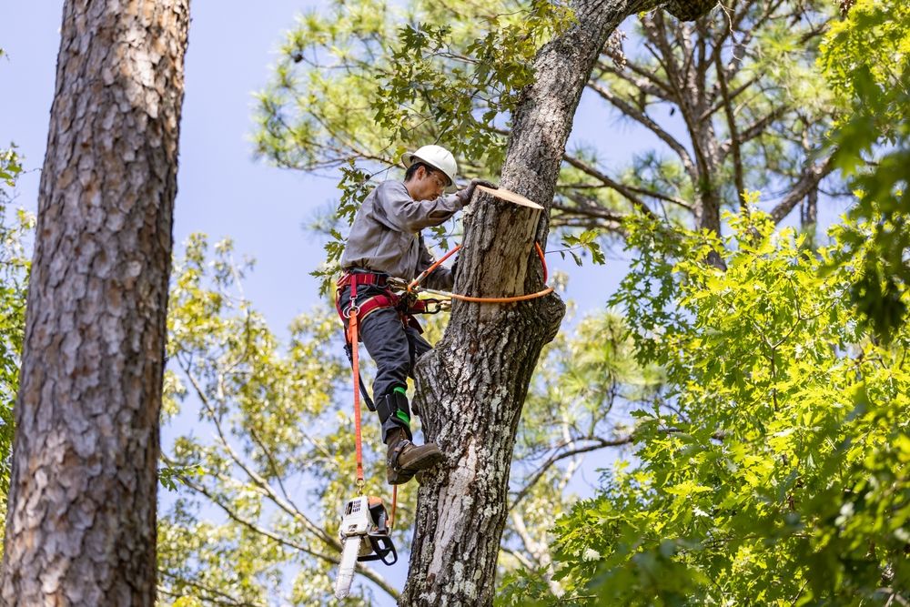 Arborist Tree Removal Image