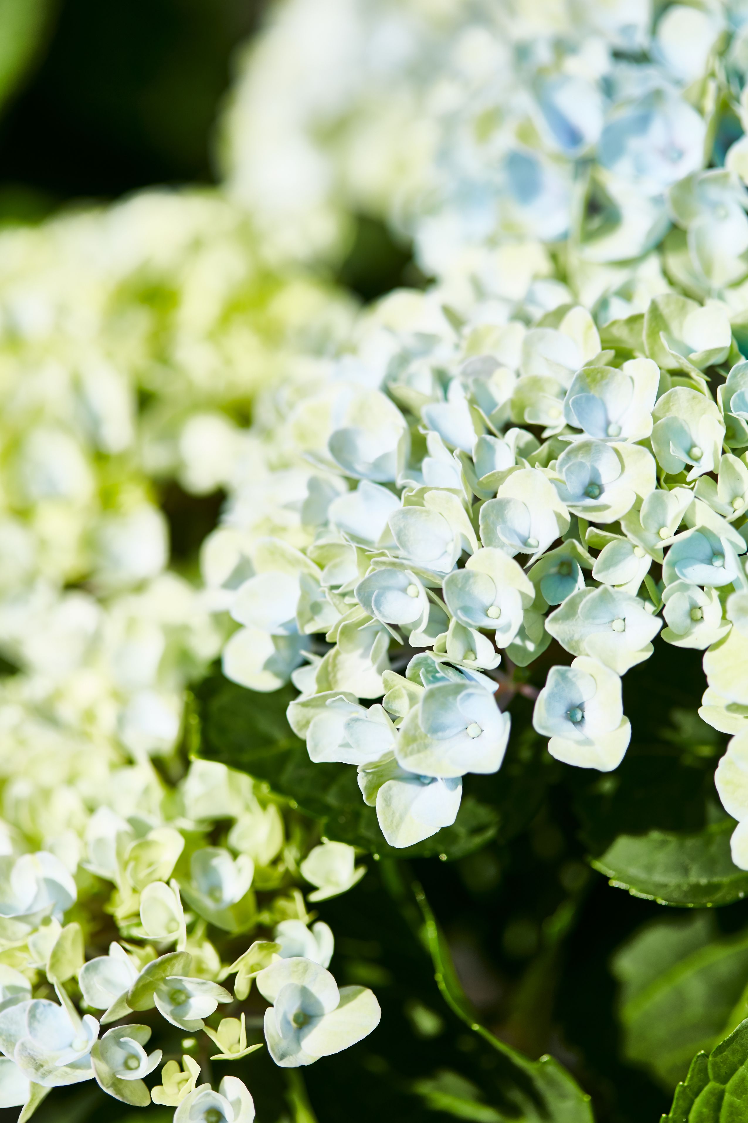 Bilder Gärtnerei Allemann GmbH