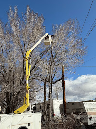 FILI Tree Expert & Landscaping LLC Image