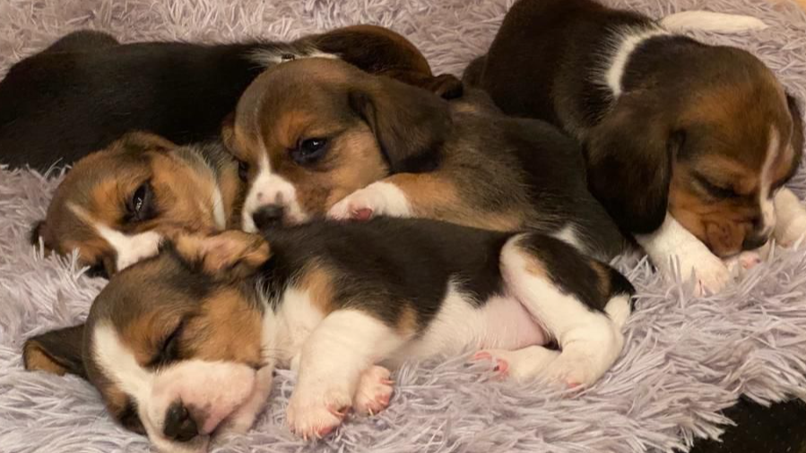 Bilder Beagleszucht Appenzell