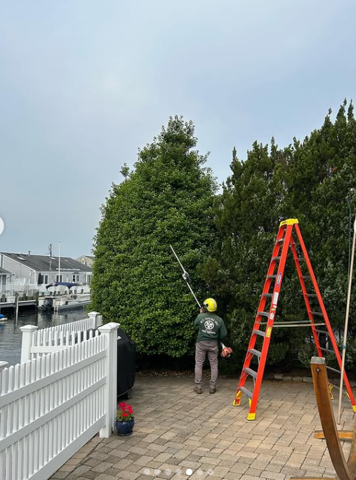 Images R.T. Davies Inc. Tree Experts