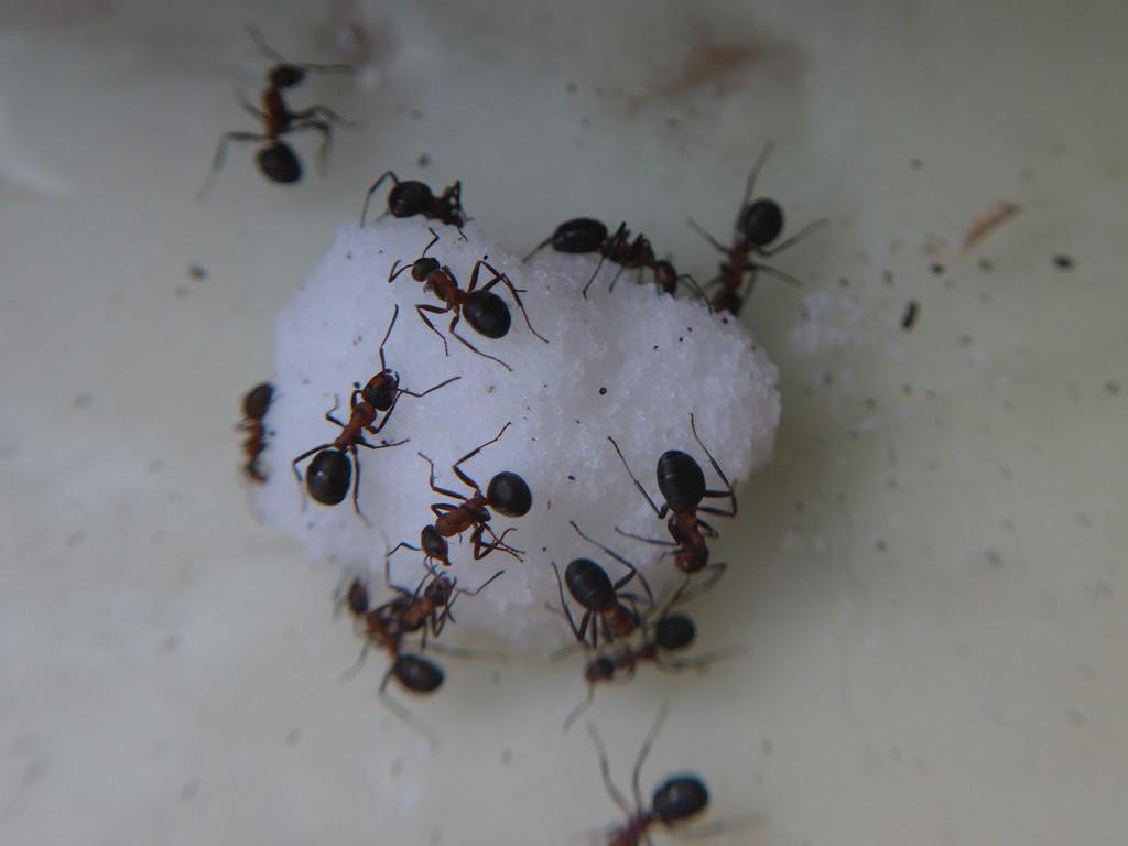 Facility Pest Control Photo