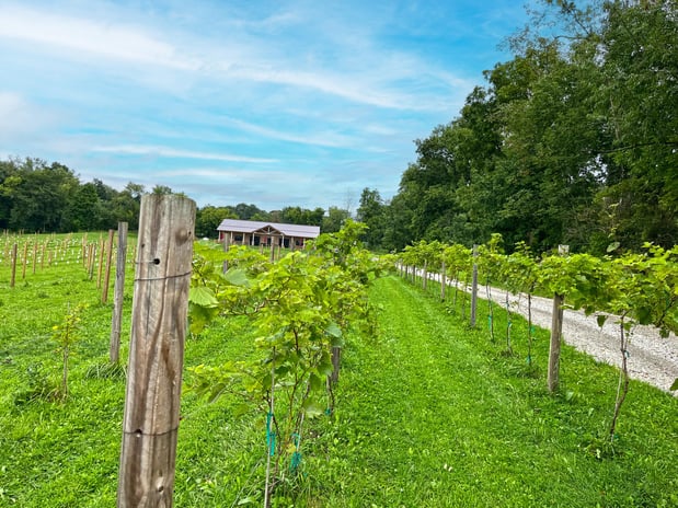 Images Hickory Vines Winery and Venue