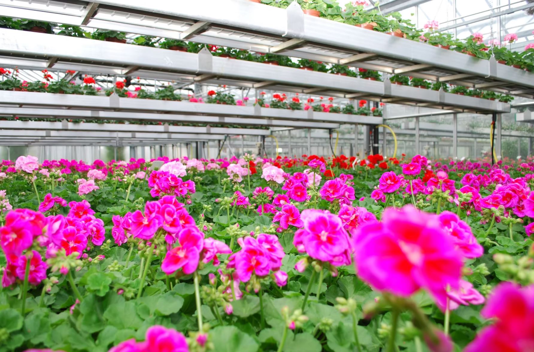 Bilder Bullo Luca Fiori