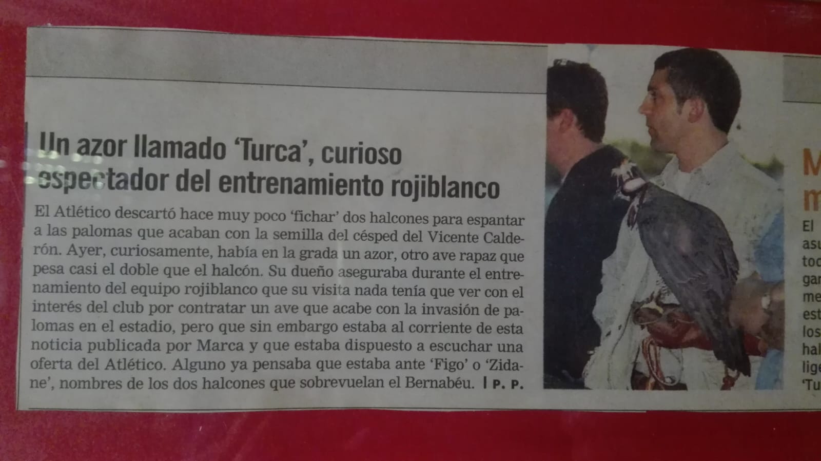 Images Bird Control Falcon S.L.