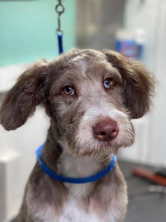 Images Space Coast Mobile Dog Grooming