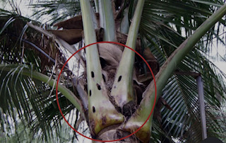 Images Aloha Tree Savers