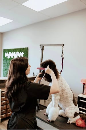 Images Pawsitively Purfect Salon