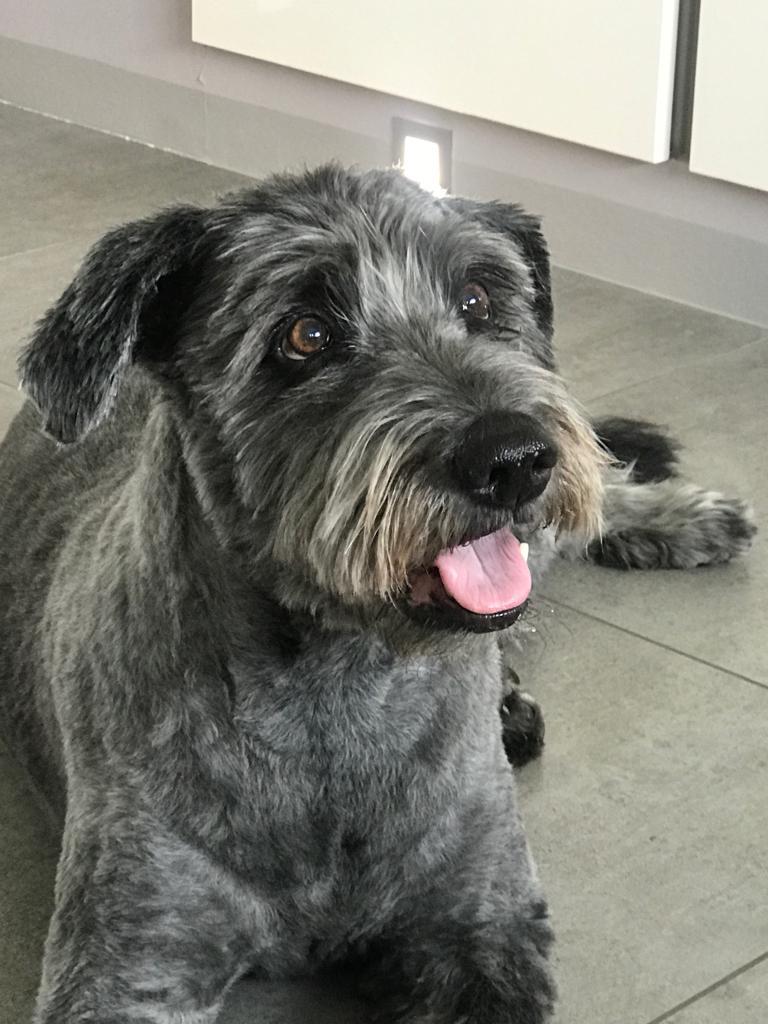 Ihr Hundefriseur in Düren | Hundesalon Schnittstelle, Zum Froschmaar 6 in Düren