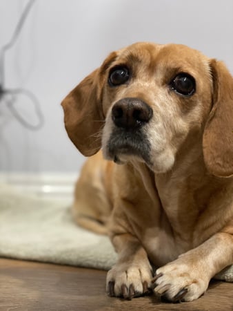 Images Melrose La Brea Animal Hospital