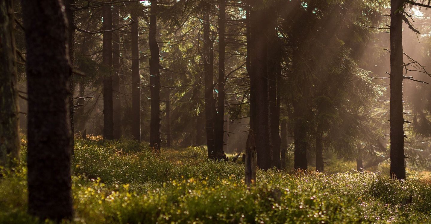 Bestattungsinstitut Schwenger, Inh. Andreas Sommer e.K., Lorenz-Schneider-Str. 9 in Mainz