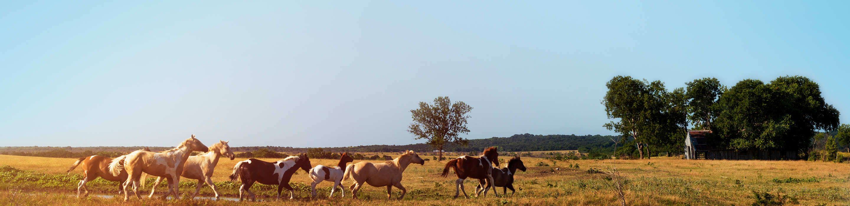 Horses galloping together in a large field on a sunny day.