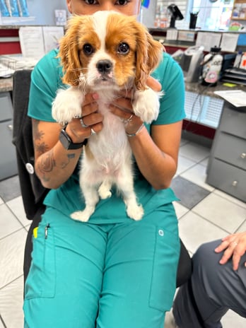 Images VCA Preston Park Animal Hospital