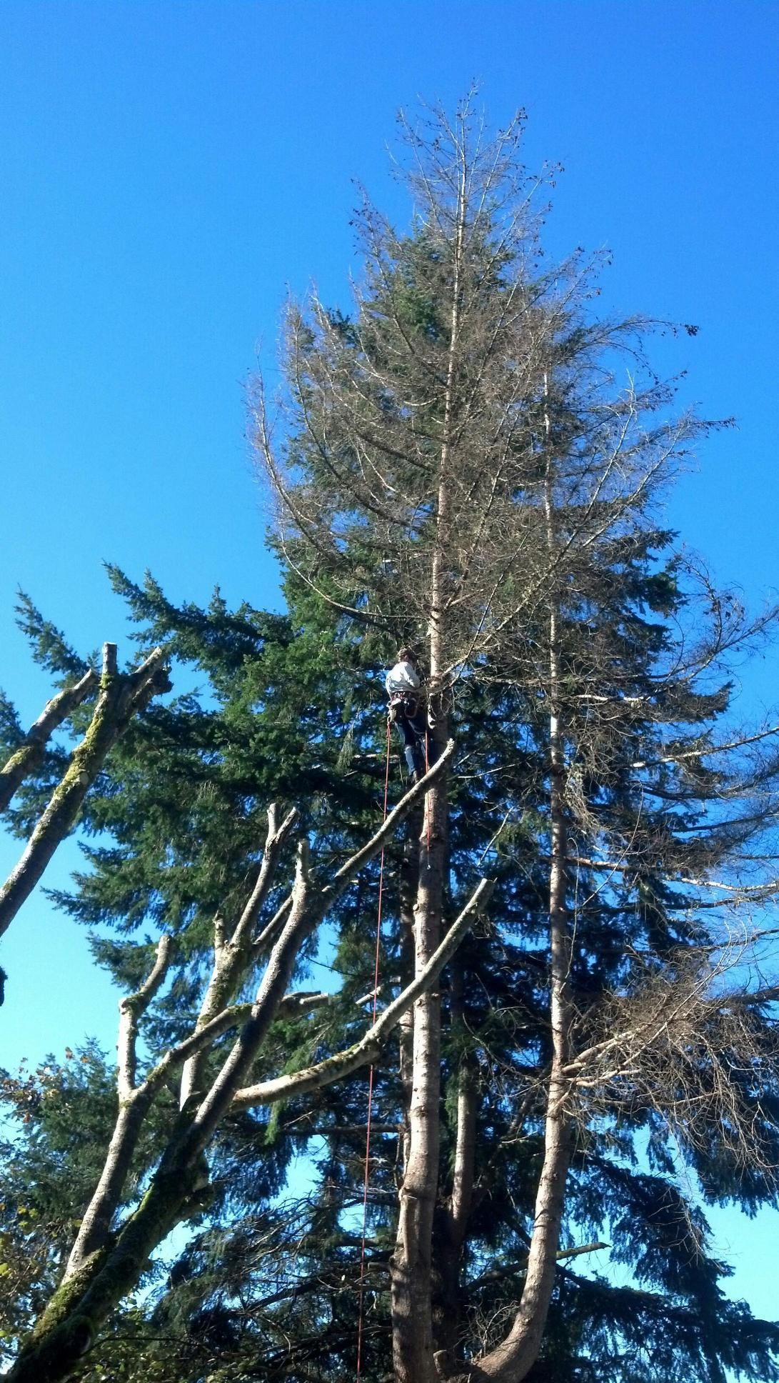 pacific northwest trees