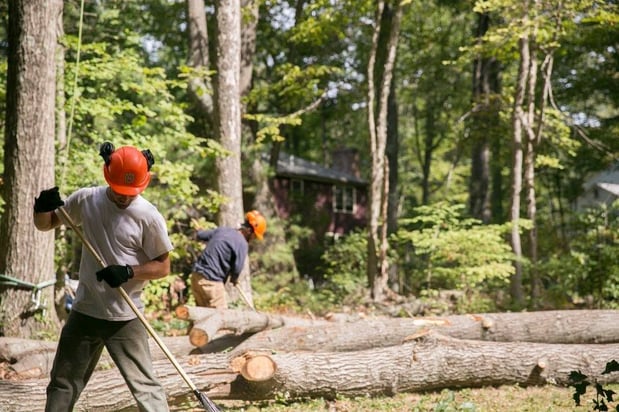 Images Foppema Tree Care