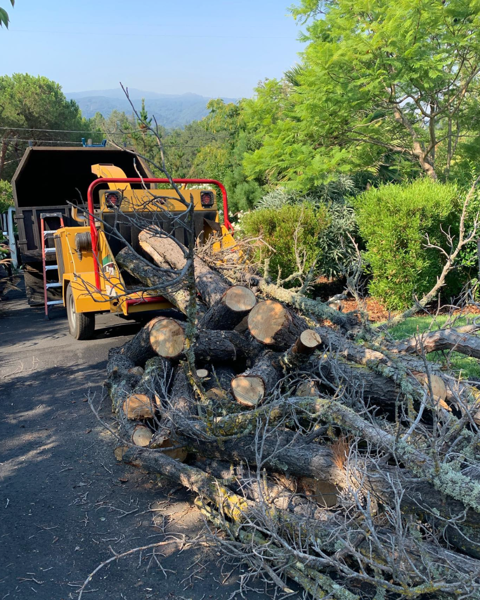 Majestic Tree Service