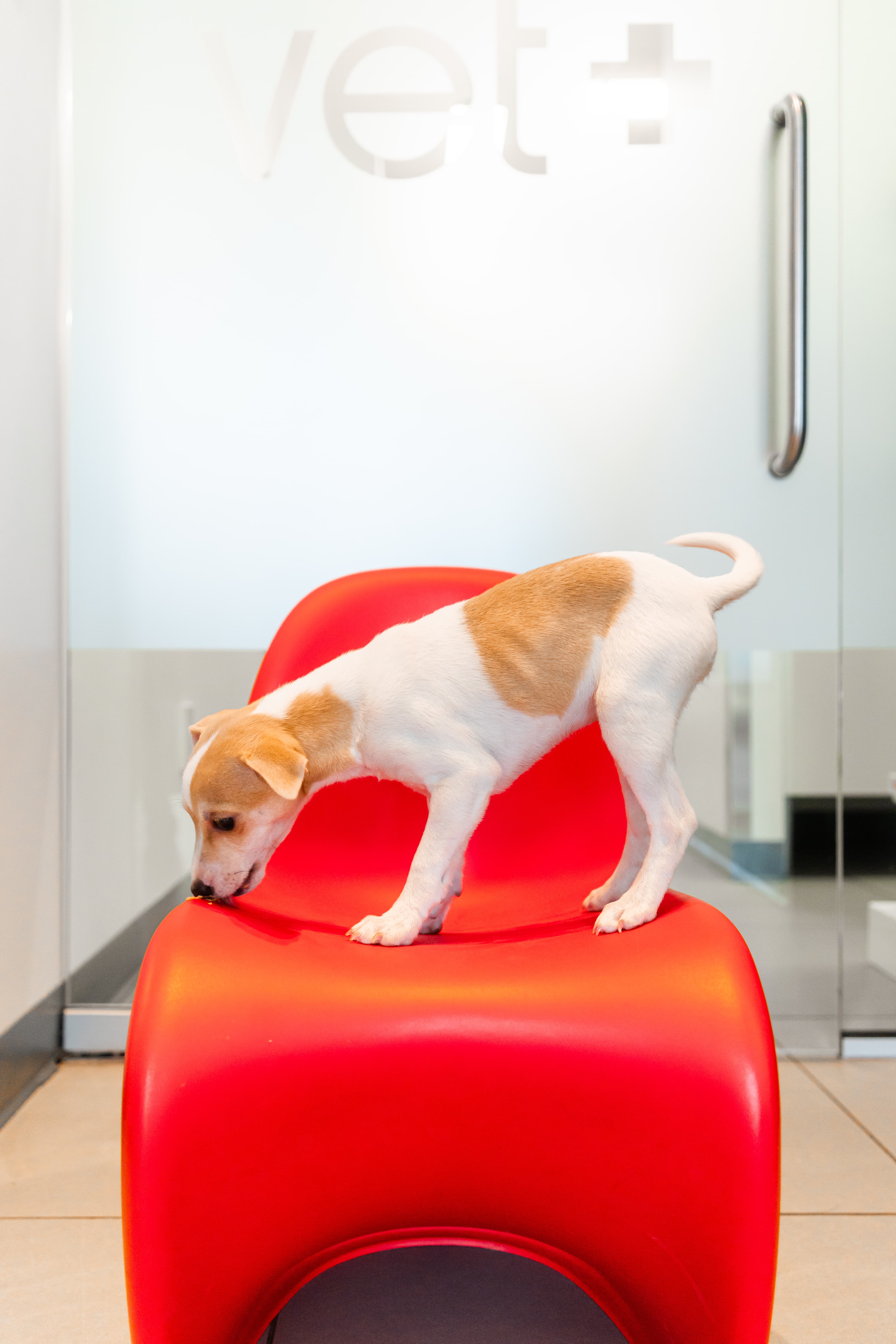 Images Clinique Vétérinaire Quartier Dix30