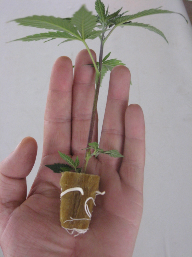 Wunderland, Berschenygasse 8 in Graz