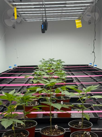 Images Lowcountry Legacy Farms