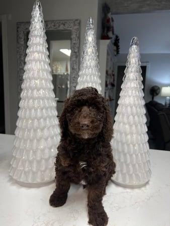 Images Country Club Labradoodles