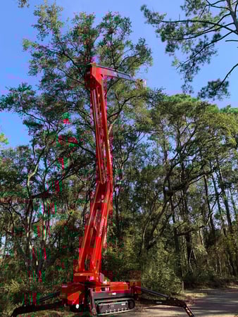 Images A Cut Above Tree Experts