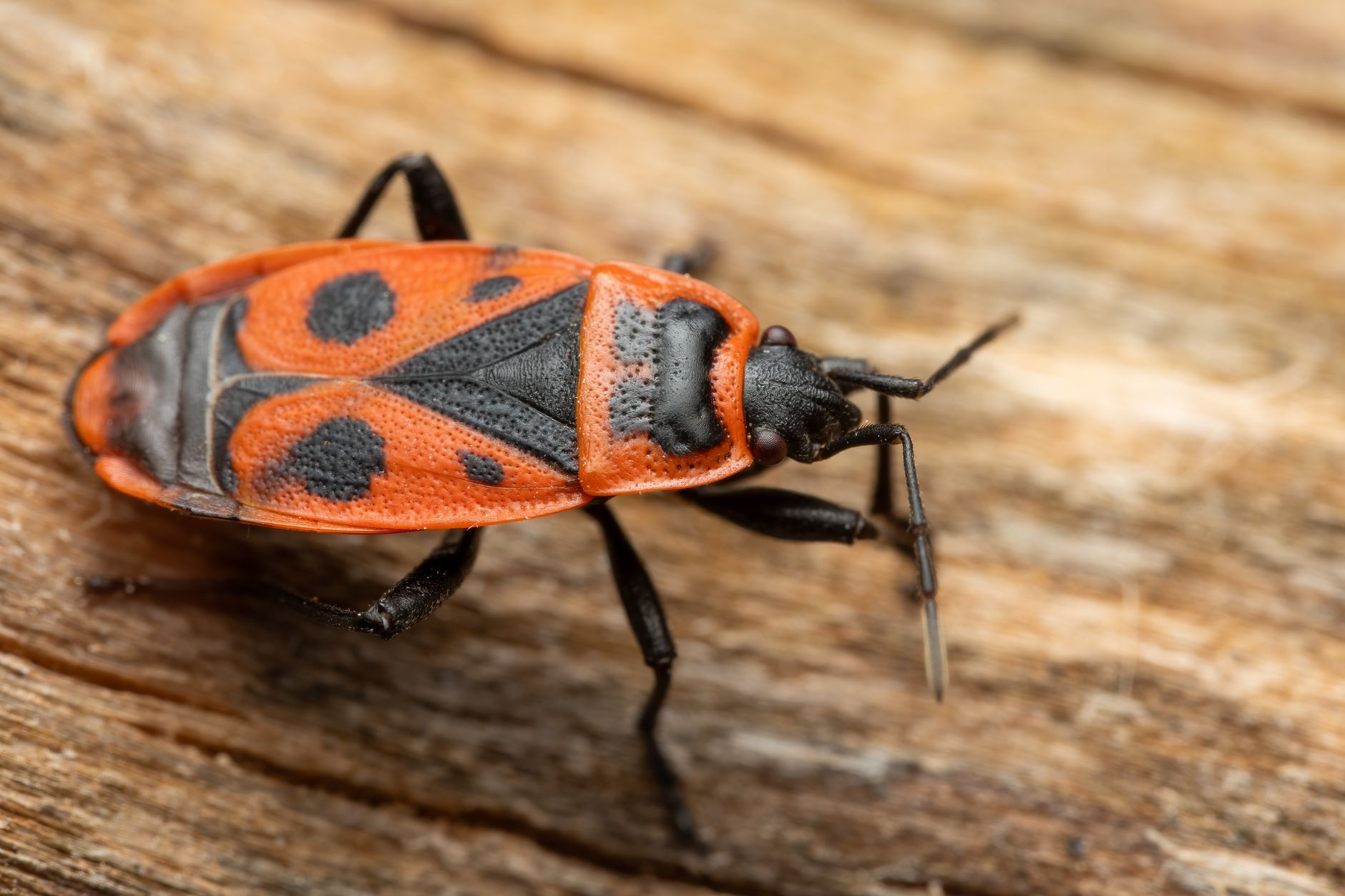 Astro Exterminating Services Inc