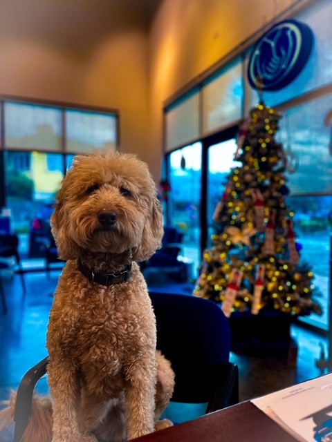 Winston at Christmas