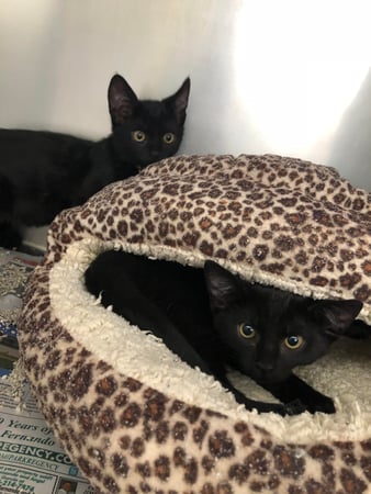 Images Melrose La Brea Animal Hospital