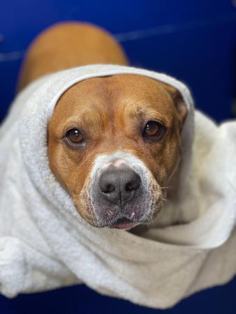 Images Space Coast Mobile Dog Grooming