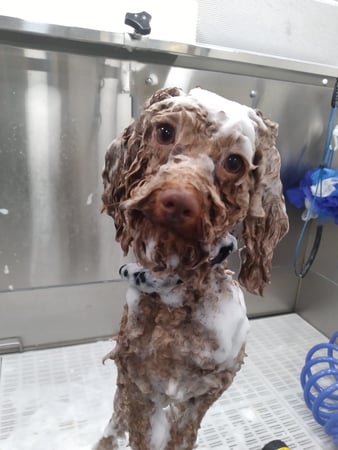 Images Paws & Bath Mobile Dog Grooming