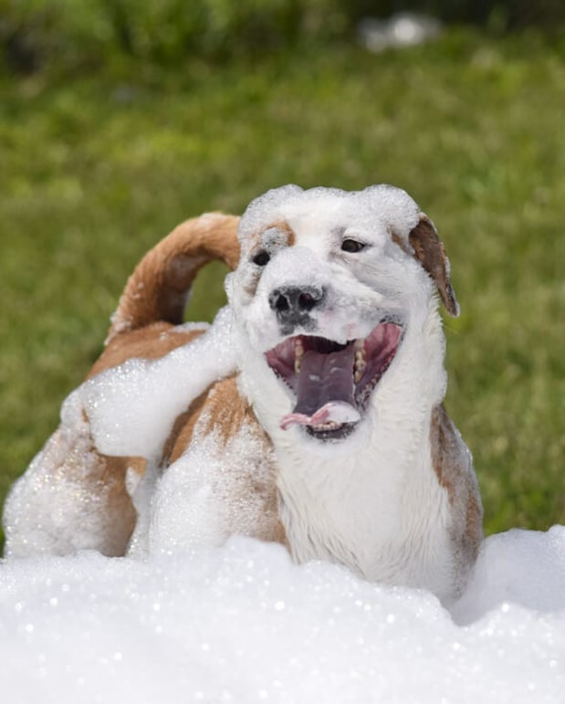 Images Crate Escapes Dog Park + Bar