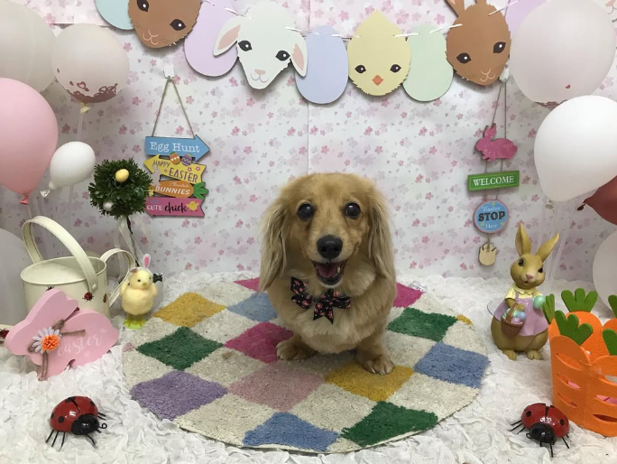 Images ペットショップ 犬の家