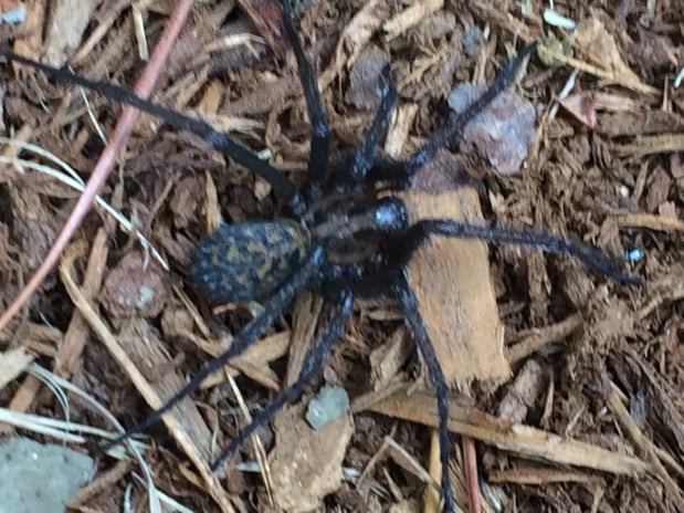 Images Rite Size Pest Control and Moss Removal