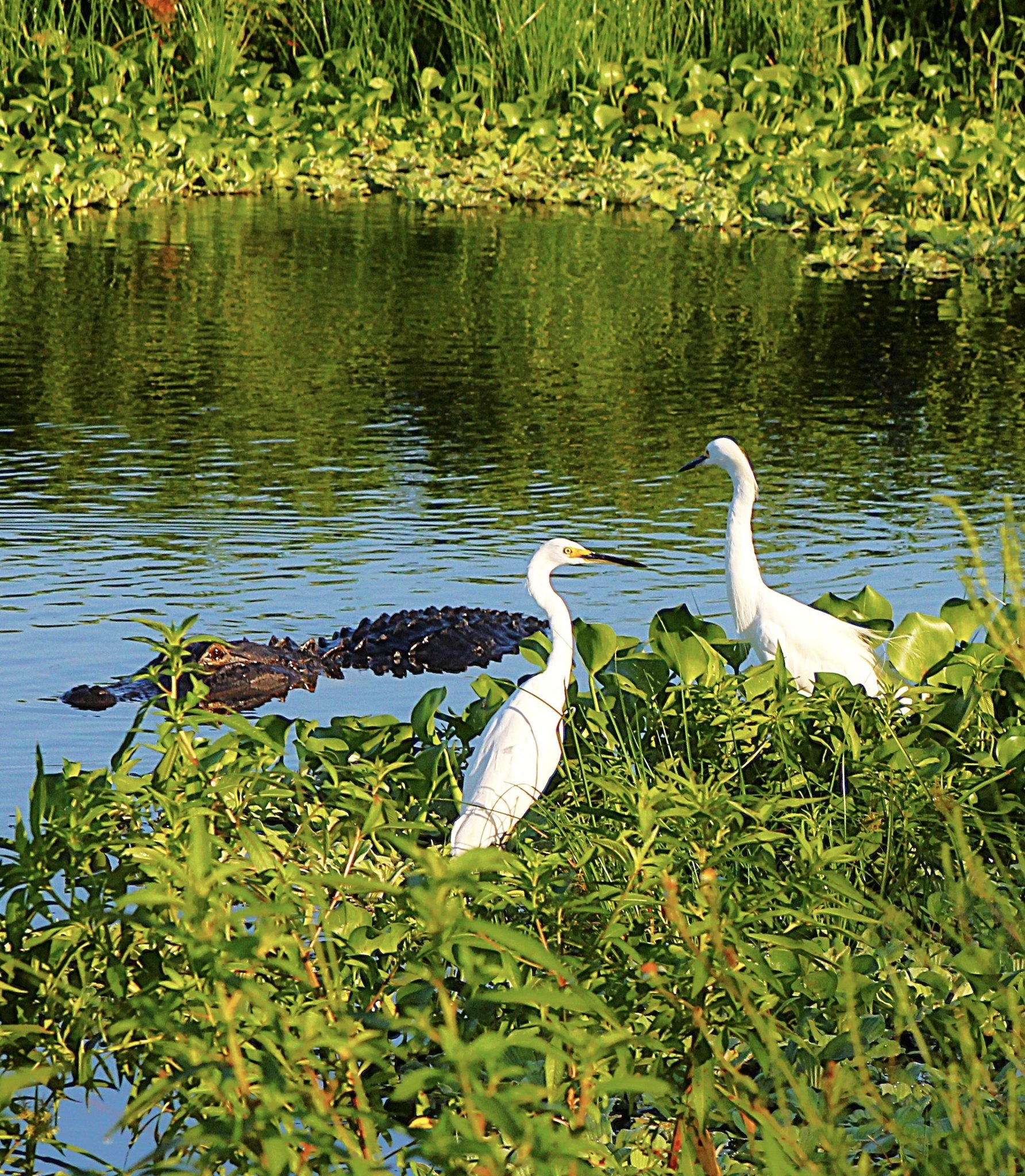 Everglades Excursions Image
