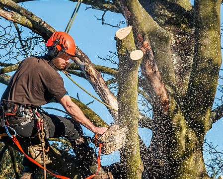 Cavan Tree Services 6