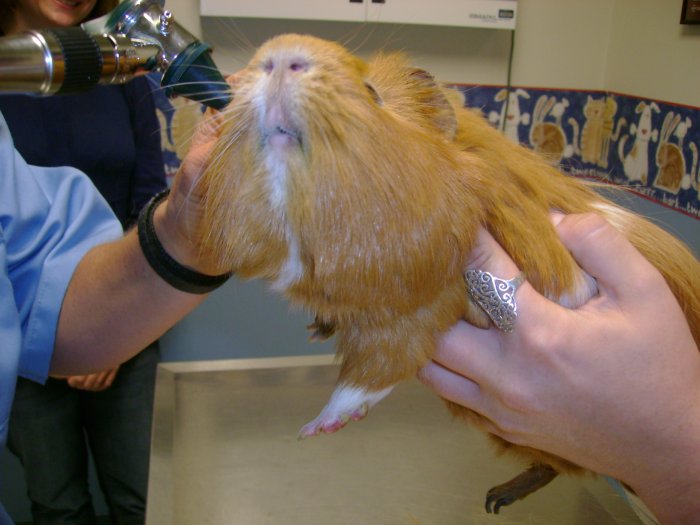 Atwood Animal Hospital Cranston Rhode Island Atwood Animal Hospital Cranston Rhode Island