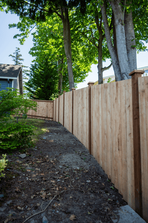 Images Rare Bears Fencing