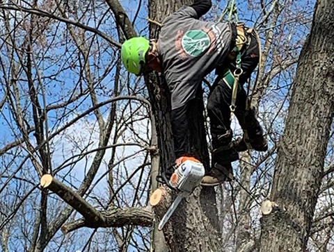 When there are branches that risk damaging your home or business property, call on our experienced tree trimmers. We are trained to safely remove hazardous branches that come too close to buildings, power lines, or are becoming a nuisance. Tree trimming is a job that should be performed by professionals.