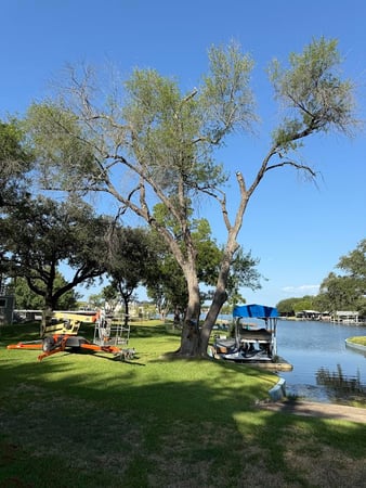 Images Twisted Oaks Tree Services LLC